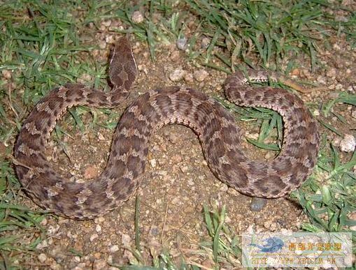  p>短尾蝮(学名: i>gloydius brevicaudus /i>)又称草上飞,地扁蛇