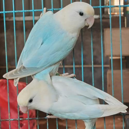 红芒饰品店的小店的优惠券大全—[鸟类达人]手养牡丹.