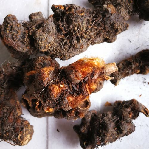 中药材批发 升麻 落新妇 红升麻 产地直销 冷背药材