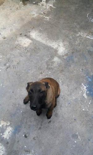 四个月零几天马犬转让