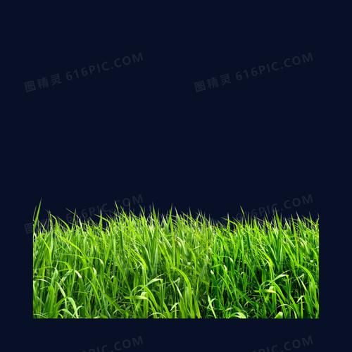 绿色草地素材