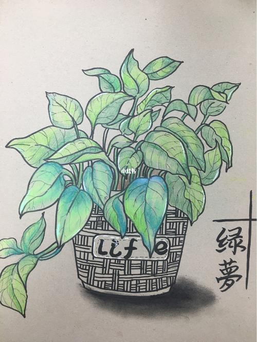 绿萝写生课件_绘画_文化_绘画