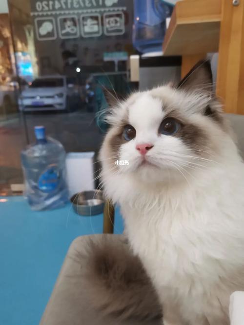 想领养一只布偶_领养_猫咪_狸花猫_猫咪领养_宠物_猫