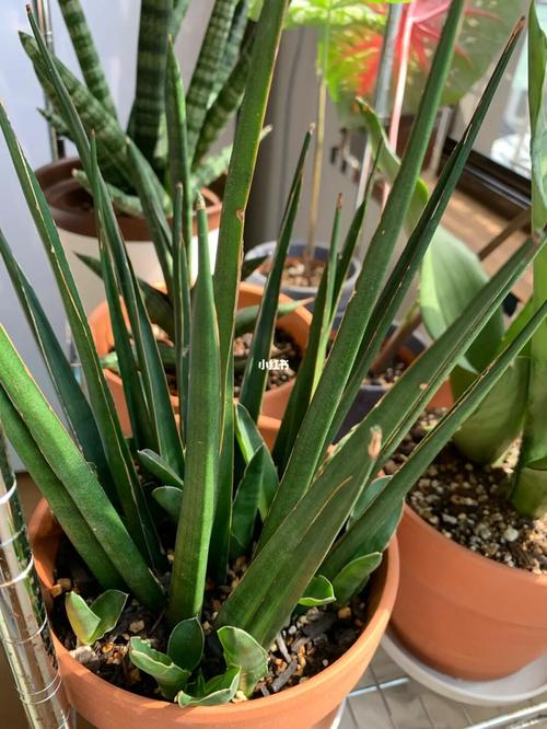 虎尾兰稀有品种_绿植_香蕉_家居家装_家居装饰_花艺