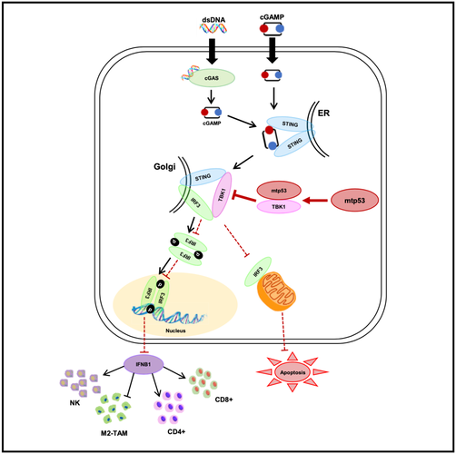 论突变p53抑制先天免疫信号通路机制图而过表达tbk1的话,在一定程度