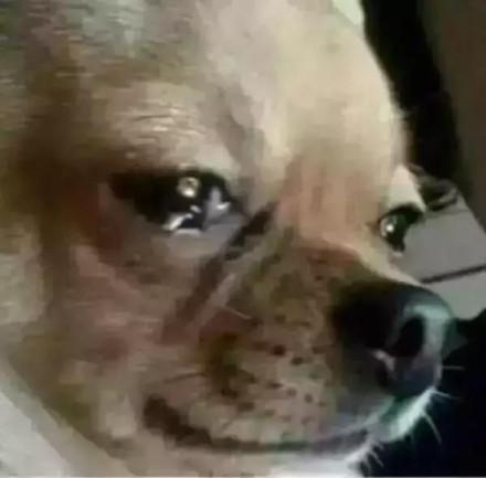 熊猫流泪的表情