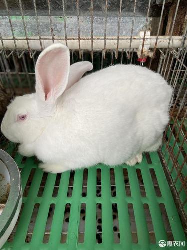伊拉兔 优质伊拉种兔包回收
