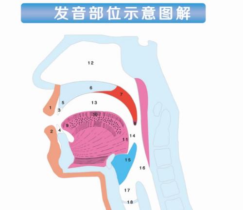 发音不准语音恢复训练方法 说话的口腔比生活中说话的口腔