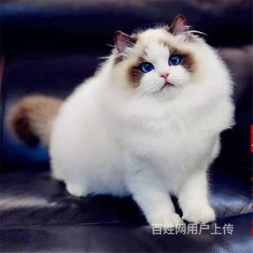 哪里有布偶猫卖的 布偶猫多少钱 布偶猫成年多重