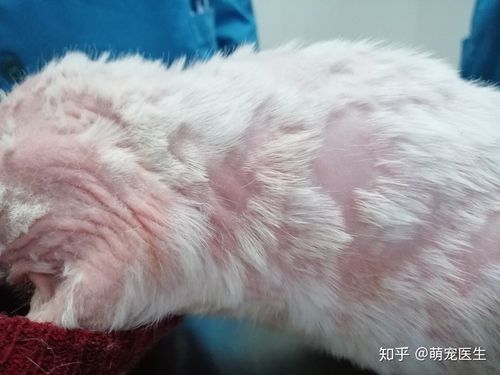 严重的猫癣,胆小勿入