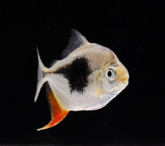 精品黑桃a银版鱼 粗线银版 热带鱼观赏鱼活体鱼龙鱼混养包邮包活