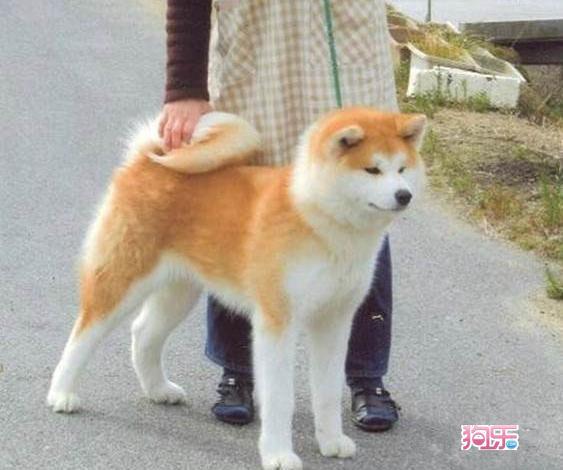 北京中兴名犬出售忠犬八公原型精品日系美系秋田幼犬