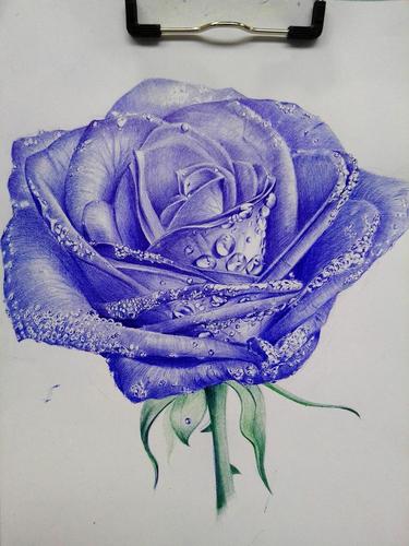 带水珠玫瑰花圆珠笔画练习
