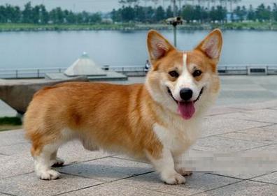 金黄长耳短腿狗狗是什么品种