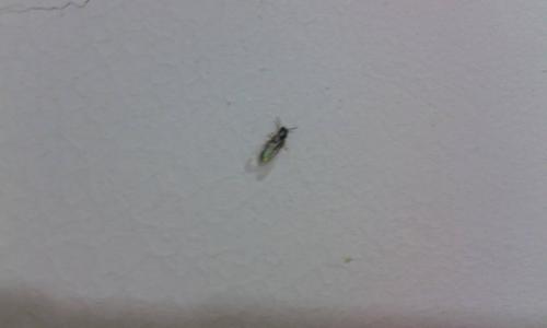 这是什么虫子?夏天一到晚上开灯就有,没开窗户没