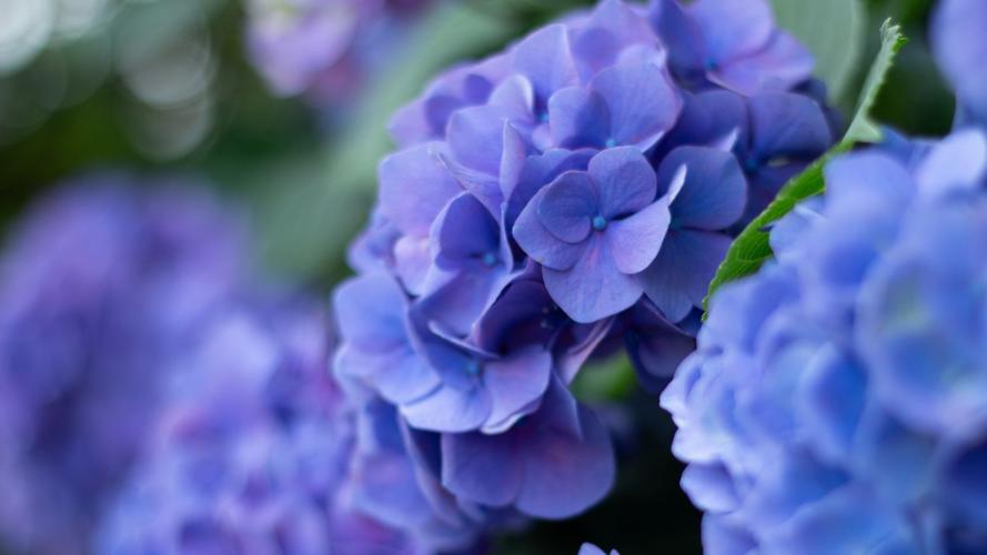 绣球花图片大全大图210