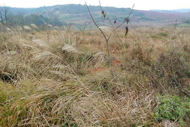 荒地里的杂草该如何防除?可行的办法有哪些?