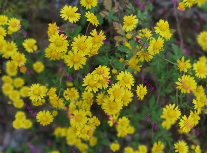 集园林景观,地被恢复和药用价值于一身的甘野菊