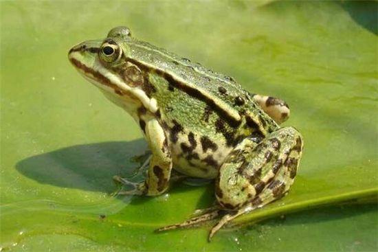 澳克玛青蛙养殖/规模养殖技术成熟