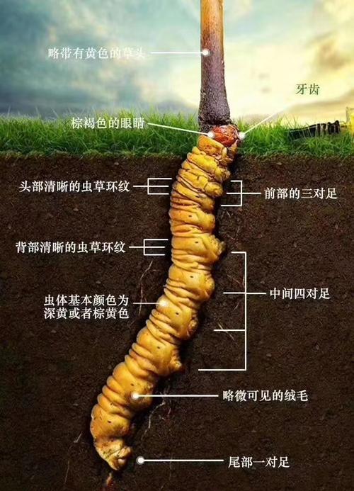 冬虫夏草的功效
