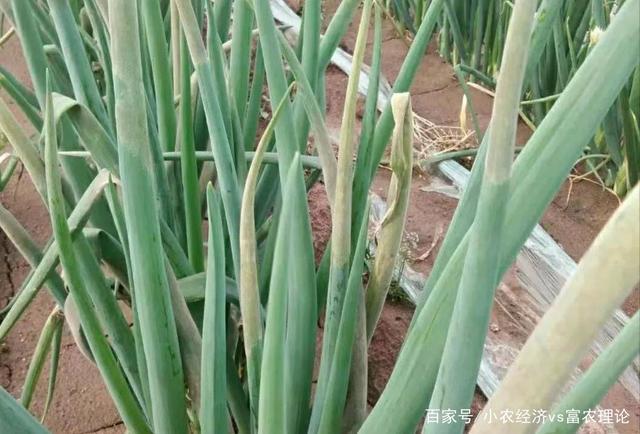 大葱霜霉怎么办?病害预防要及时,否则就会变成一地枯草