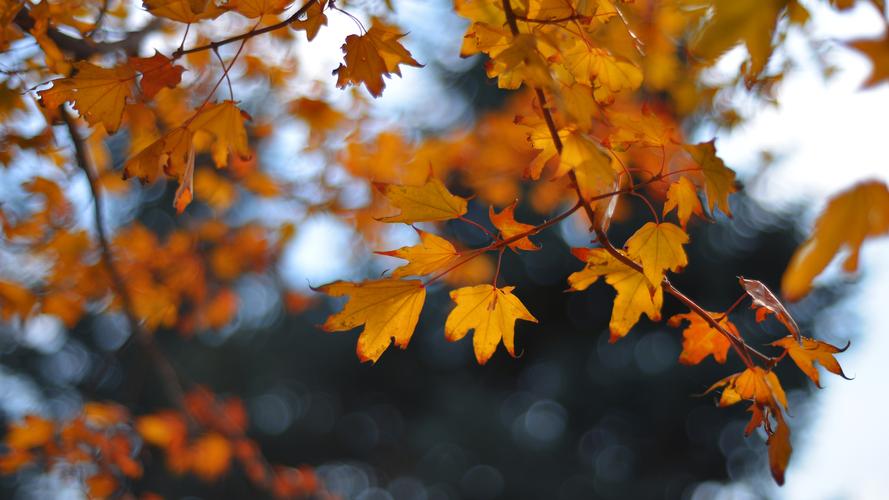 在秋天不论是金黄的银杏还是火红的枫叶,都是摄影师拍摄创作的好题材.