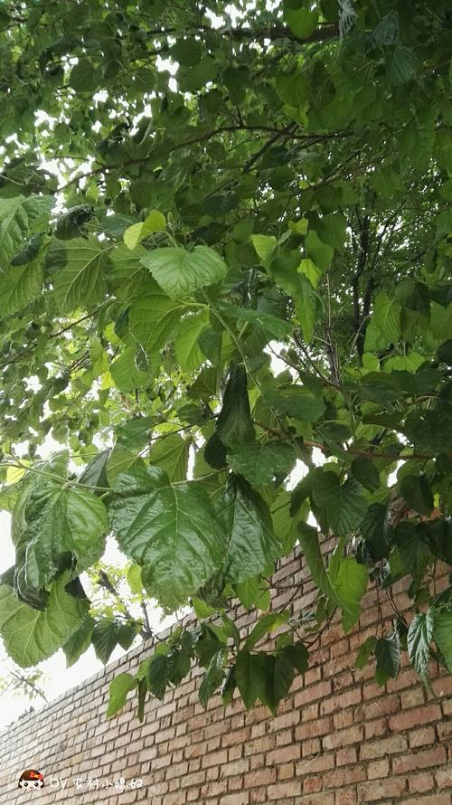 卖蚕的人还让我买他的桑叶呢,我家这么大一棵桑树[笑哭]