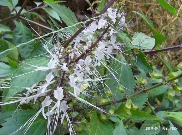 农村一种野草人称老虎须是肾的宝贝150元一斤成稀罕货