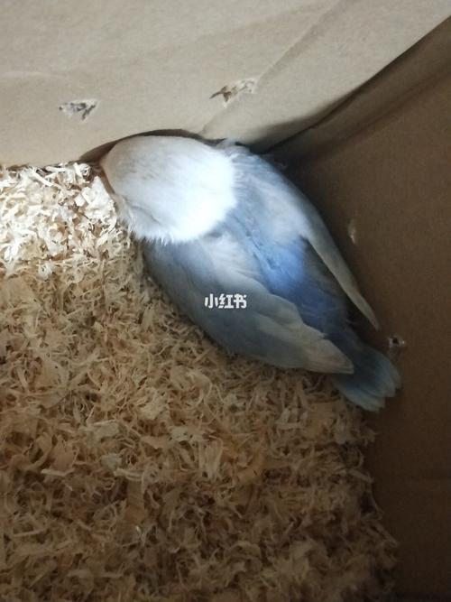 碧云天鹦鹉_宠物_宠物_宠物其他