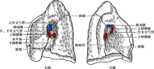 网站首页 海量文档 医药卫生 内科肋膈隐窝:胸膜腔的最低位,胸膜腔