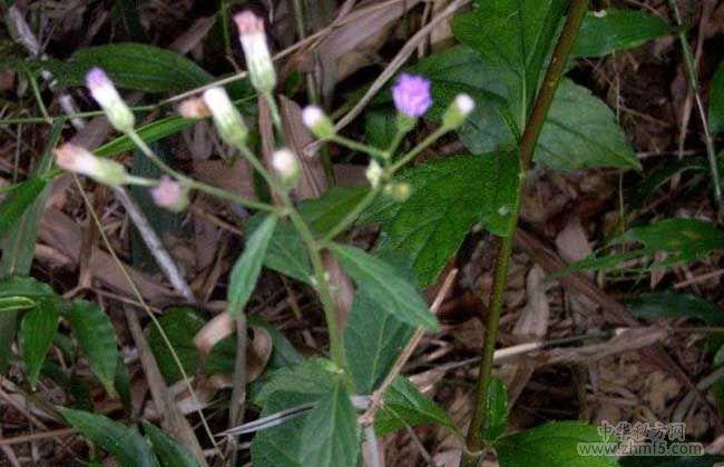 伤寒草的功效与作用及药用选方