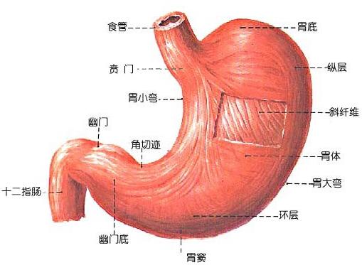 胃是我们人体中的一种消化器官,人们吃的食物都要进过胃来进行消化