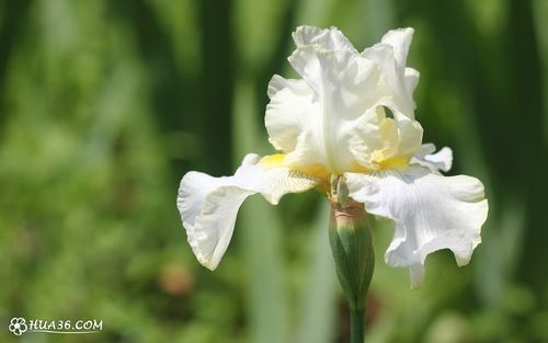 白色德国鸢尾图片17