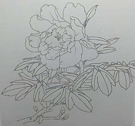 牡丹写生钢(铅)笔画参考