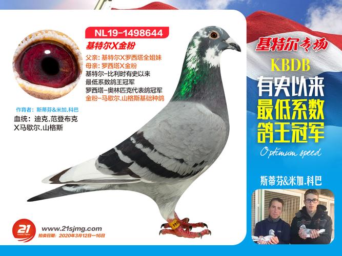 基特尔x金粉-644--拍卖中心--21世纪名鸽网