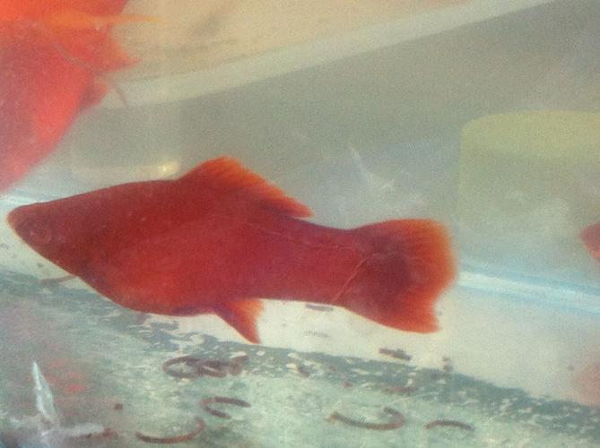 现在这个红箭是不是怀孕了,如果怀孕了大概什么时候下