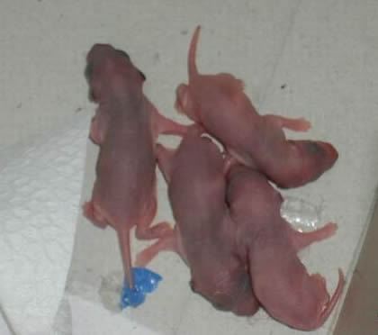 网络配图:刚出生老鼠