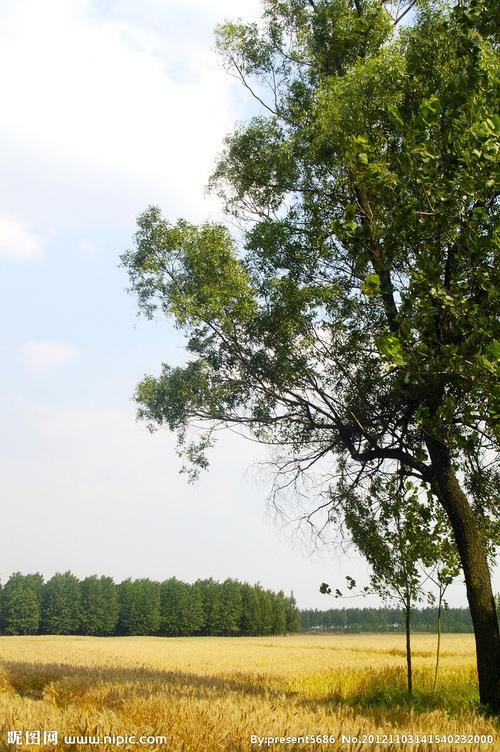 麦田高树图片