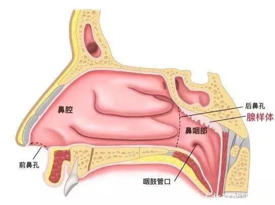 成都民生耳鼻喉医院提示孩子鼻咽部堵塞需引起重视