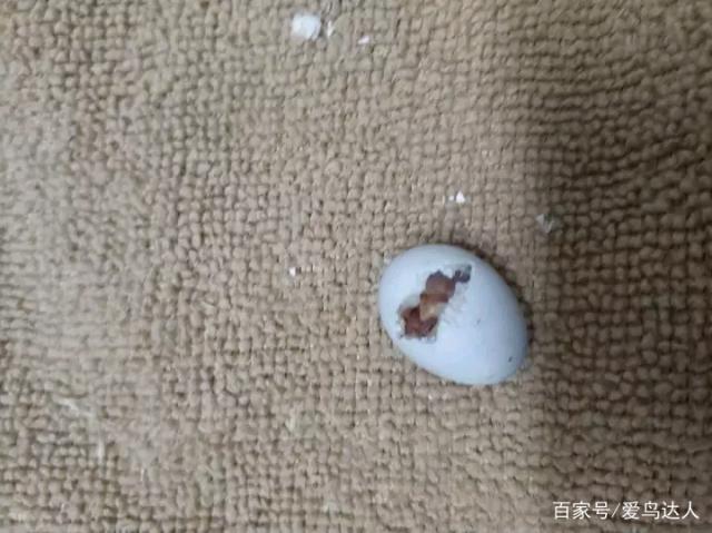 饲养牡丹鹦鹉需要注意的几个要点