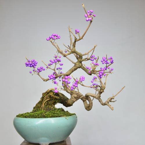 中国记忆-紫珠盆景紫色果 紫式部小品盆景 日本提根4进口现货