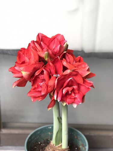 朱顶红开了,樱桃妮芙._家装_家居_家居装饰_家居家装