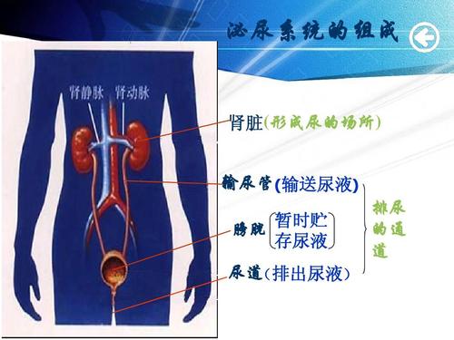 场所) 输尿管 (输送尿液) 暂时贮 膀胱 存尿液 尿道 (排出尿液) 排尿
