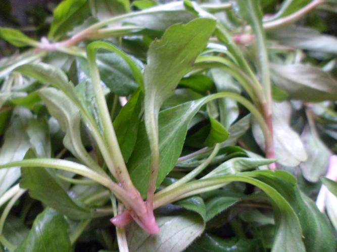 【天天特价】野生马兰头现摘新鲜蔬菜绿色野菜纯天然无污染2斤装