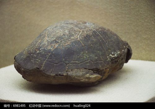 鲜活的黄褐色的乌龟化石