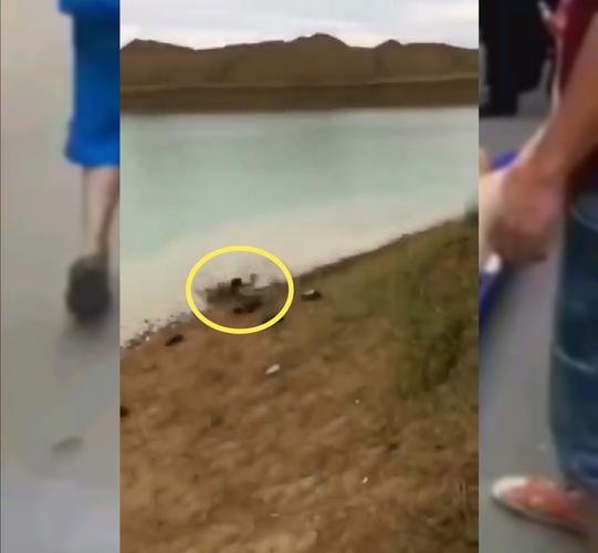 原创男子表演高台冲刺跳水失败摔在硬土地上,四肢血肉模糊,不作不死