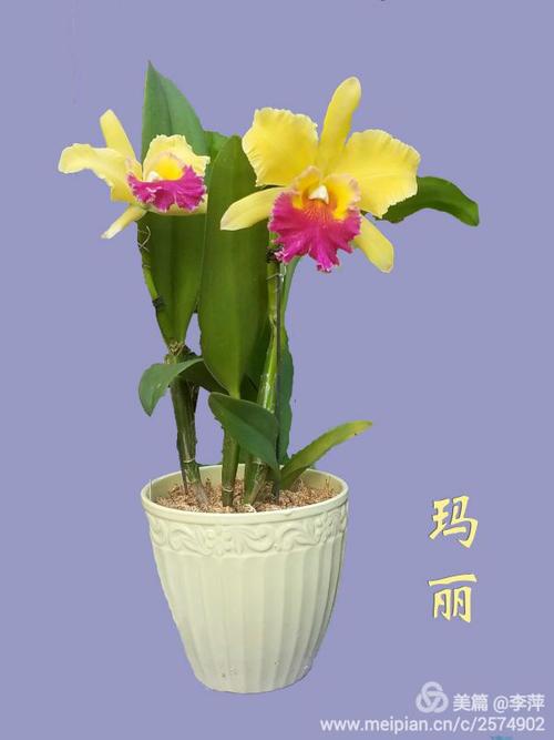 我的花卉摄影一一精品卡特兰 写美篇           下面的是"日盛"卡特兰