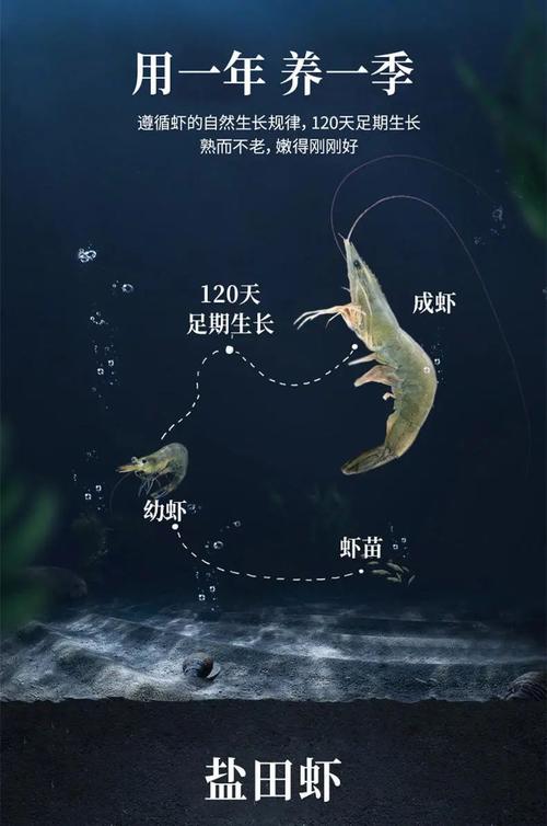 鲁力助农|你吃过在30万亩盐田里长大的虾吗?