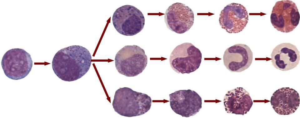 【形态学学习】第一期 粒系_粒细胞