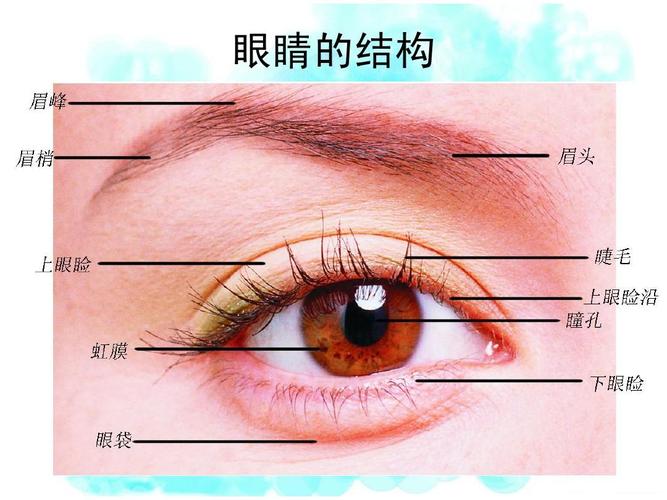 眼睛的结构